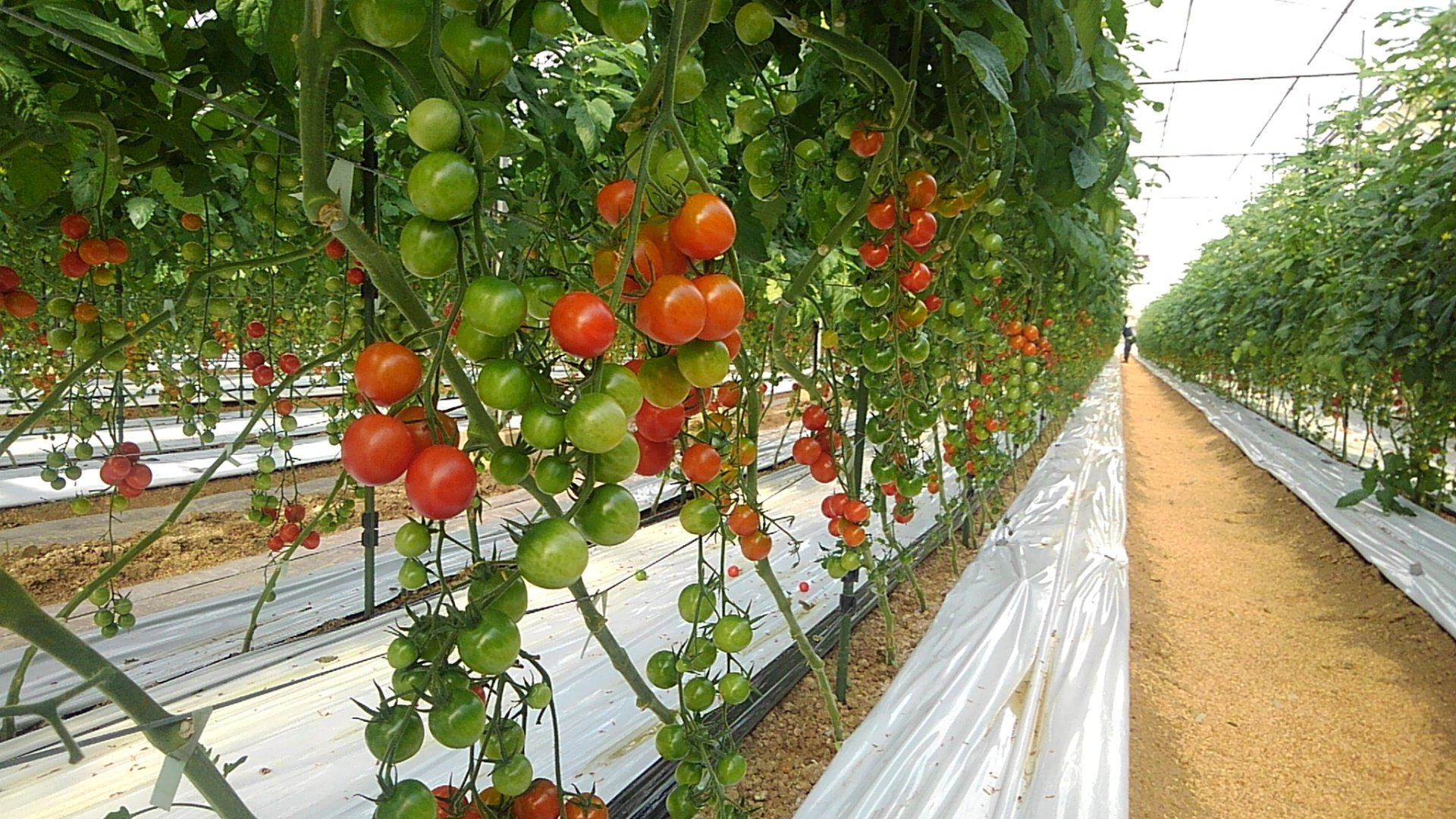 サンチェリーピュア🍅 - いけとも農園